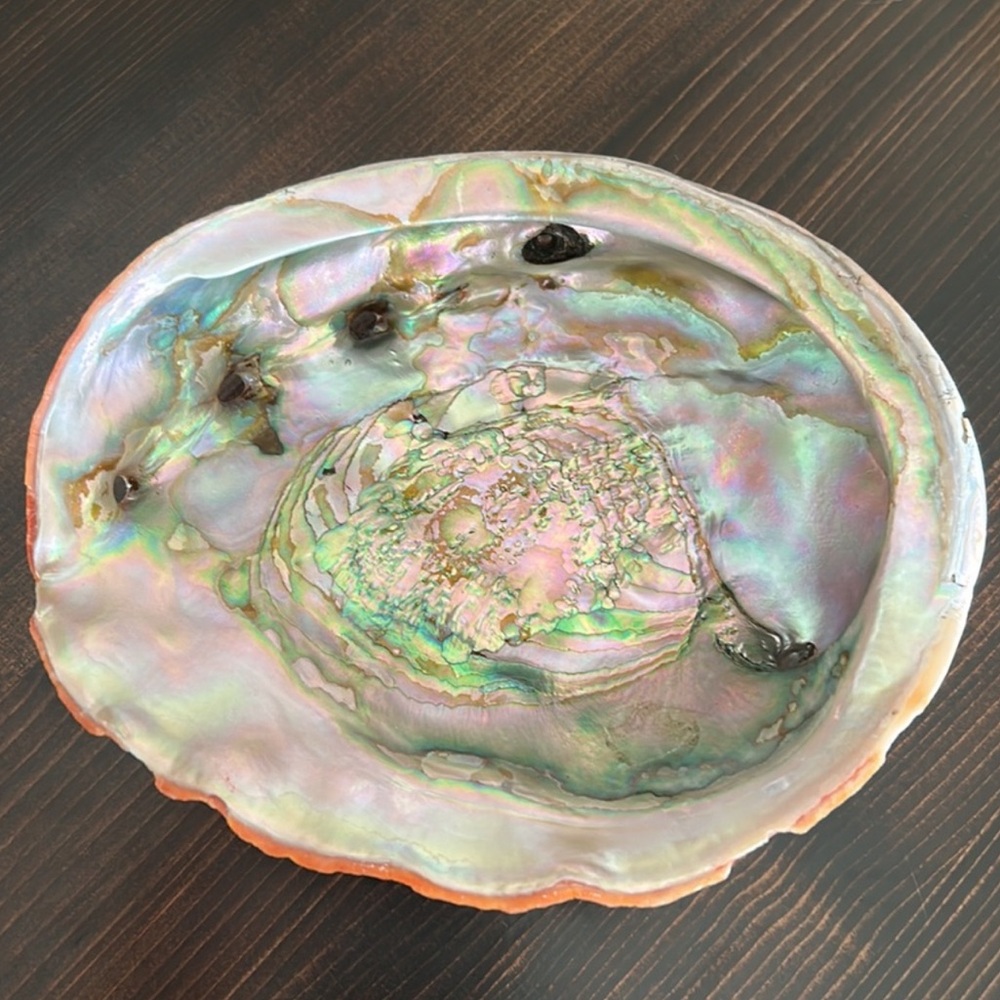 Large Natural iridescent Abalone Shell pearlescent blue green pink hues 1950s